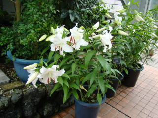 跡見群芳譜(外来植物譜 カサブランカ)
